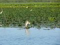 Donaudelta, junger Rallenreiher