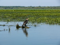 Donaudelta, junger Kormoran