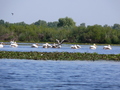 Donaudelta, Rosapelikane