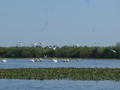 Donaudelta, Rosapelikane und Schwäne