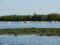 Donaudelta, Rosapelikane