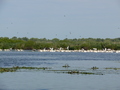 Donaudelta, Rosapelikane