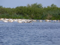 Donaudelta, Rosapelikane