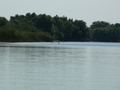 Donaudelta, vielleicht ein Graureiher