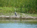 Donaudelta, Graureiher