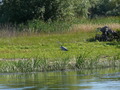 Donaudelta, Graureiher