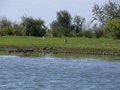 Donaudelta, Silberreiher und Graureiher