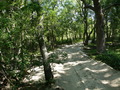 Donaudelta, Caraorman, Wald