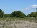 Donaudelta, Caraorman, Wald