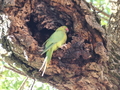 Lissabon: Amazone im Jardim da Estrela