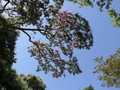 Lissabon: Tropischer Botanischer Garten, Lagerstroemie, indischer Flieder