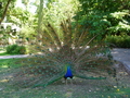 Lissabon: Tropischer Botanischer Garten, Pfau