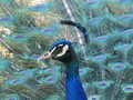 Lissabon: Tropischer Botanischer Garten, Pfau