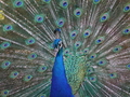 Lissabon: Tropischer Botanischer Garten, Pfau