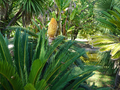 Lissabon: Tropischer Botanischer Garten, Japanischer Sagopalmfarn