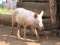 Schwein beim Boca do Inferno