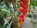 Sao Joao dos Angolares: Heliconia, Hummerschere