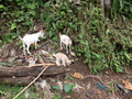 Sao Joao dos Angolares: Ziegen