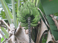 Fraternidade: Bananen und Bananenbluete