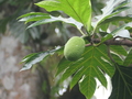 Fraternidade: Brotfrucht
