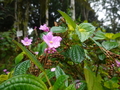 Bom Sucesso: Calvoa confertifolia