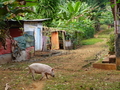 Ilheu das Rolas: Schwein
