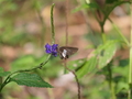 Ilheu das Rolas: Schmetterling