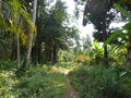 Ilheu das Rolas: Weg durch den Wald