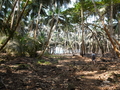 Ilheu das Rolas: Weg durch den Wald