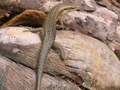 Ilheu das Rolas: Sao-Tome-Skink
