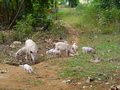 Ilheu das Rolas: Schweine