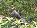 Mangrovengebiet von Malanza: Kormoran