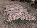 Porto Alegre: Fischtrocknung
