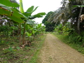 Bananenstraeucher