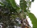 Bananenstrauch