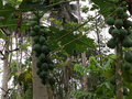Papayabaum