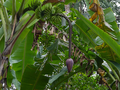Bananenbluete