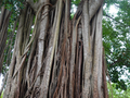 Roca Agostinho Neto: Feigenbaum
