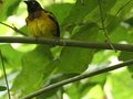 Neves, Wasserweg: Webervogel