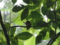 Neves, Wasserweg: Sao-Tome-Prinie