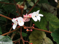 Neves, Wasserweg: Begonie