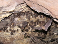 Neves, Wasserweg: Fledermaeuse