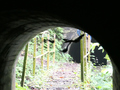 Neves, Wasserweg: Fledermaeuse