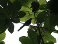Neves, Wasserweg: Vogel
