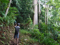 Neves, Wasserweg: grosser Baum