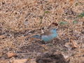 Neves: Blauastrild