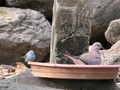 Neves: Blauastrild und Taube