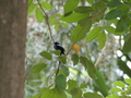 Neves: Sao-Tome-Paradiesschnaepper