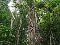 Beim Lagoa Amelia: Feigenbaum