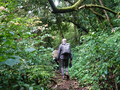 Beim Lagoa Amelia: Wald
